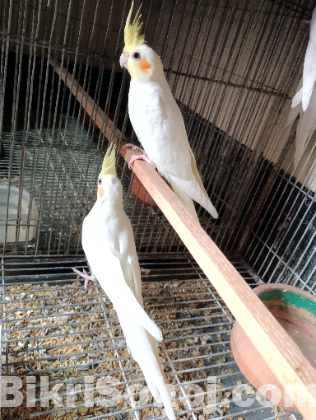 লুটিনো কোকাটেল